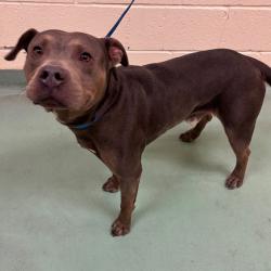 Shelter Stray Male Dog last seen , 2350 Appling City Cove, Memphis, TN 38133, USA