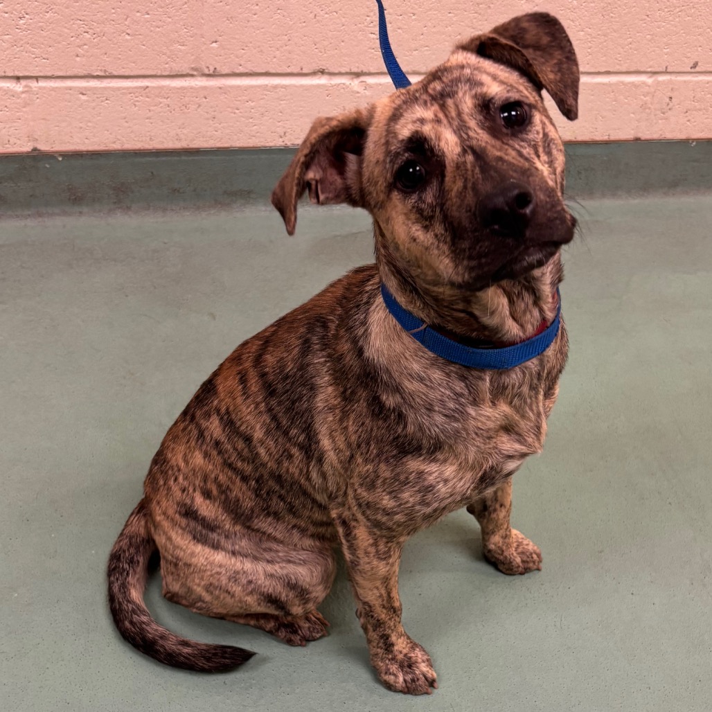 Shelter Stray Female Dog last seen , 2350 Appling City Cove, Memphis, TN 38133, USA