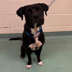 Shelter Stray Male Dog last seen , 2350 Appling City Cove, Memphis, TN 38133, USA