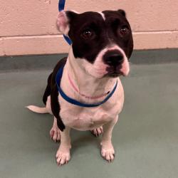 Shelter Stray Female Dog last seen , 2350 Appling City Cove, Memphis, TN 38133, USA