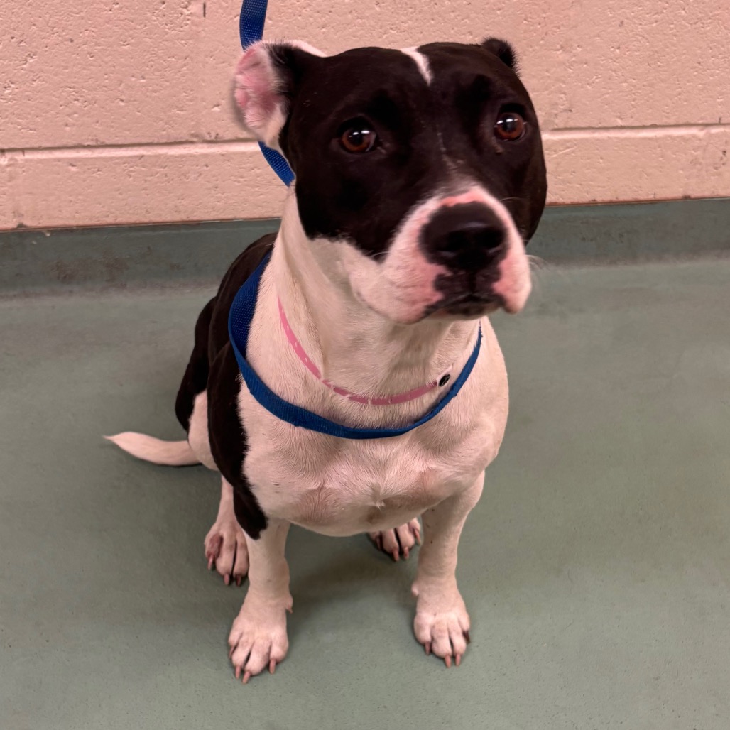 Shelter Stray Female Dog last seen , 2350 Appling City Cove, Memphis, TN 38133, USA