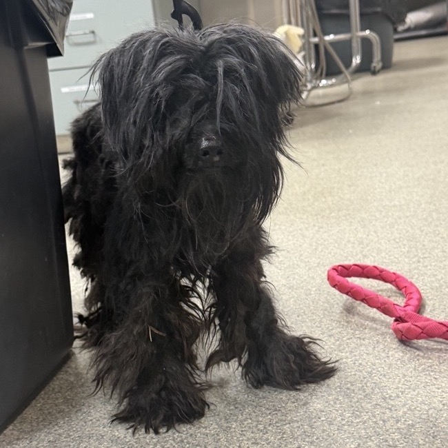 Shelter Stray Male Dog last seen , 8464 Beach Blvd, Jacksonville, FL 32216, USA