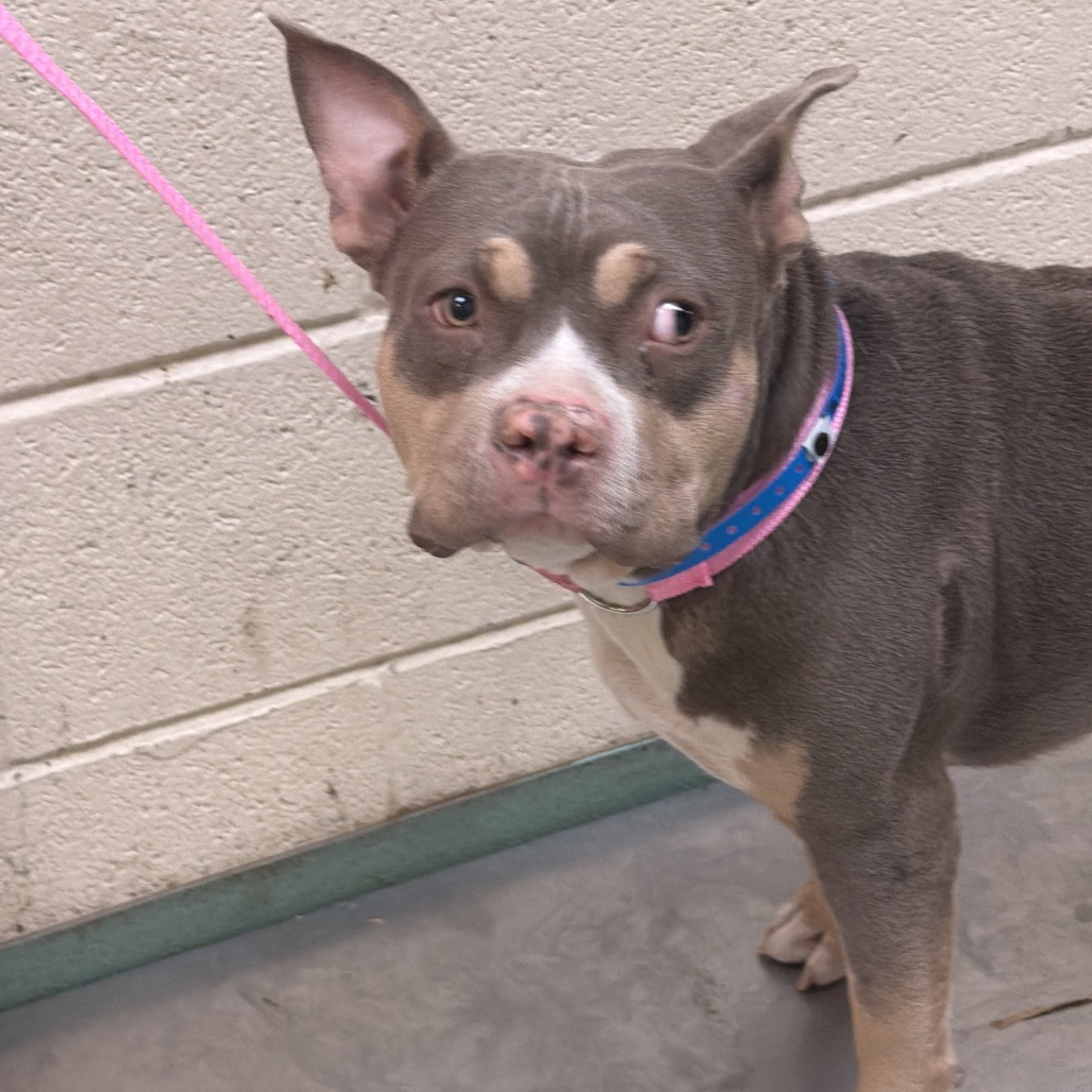 Shelter Stray Male Dog last seen , 2350 Appling City Cove, Memphis, TN 38133, USA