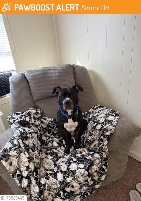 Found/Stray Male Dog last seen Redwood street, Akron, OH 44301