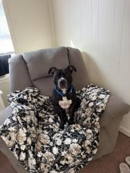 Found/Stray Male Dog last seen Redwood street, Akron, OH 44301