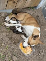 Found/Stray Female Dog last seen apmt complex, Mission, TX 78573