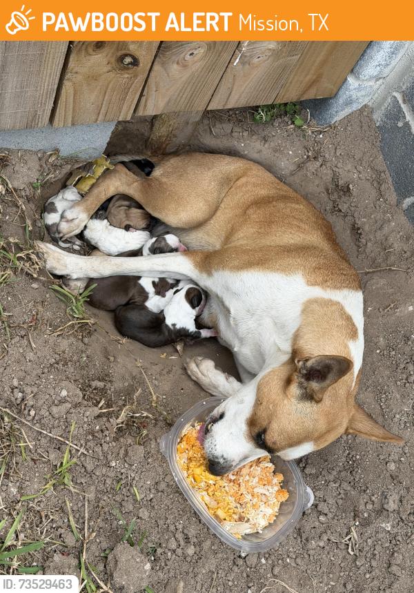 Found/Stray Female Dog last seen apmt complex, Mission, TX 78573