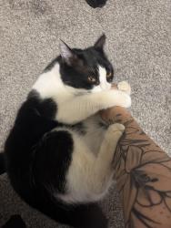 Reunited Female Cat last seen Ingram st and n pasadena, Mesa, AZ 85201