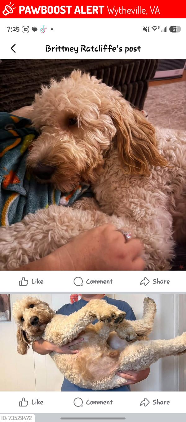 Lost Male Dog last seen Train tracks, Wytheville, VA 24382