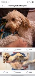 Lost Male Dog last seen Train tracks, Wytheville, VA 24382