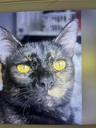 Lost Female Cat last seen Magnolia and west, Fullerton, CA 92833