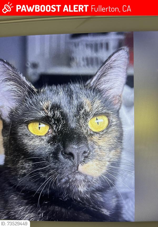 Lost Female Cat last seen Magnolia and west, Fullerton, CA 92833