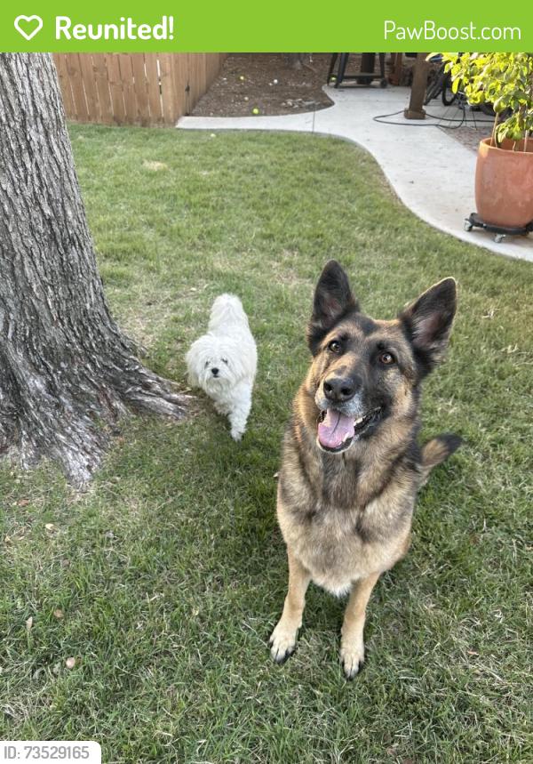 Reunited Unknown Dog last seen Valley Ridge Elementary School, Lewisville, TX 75077