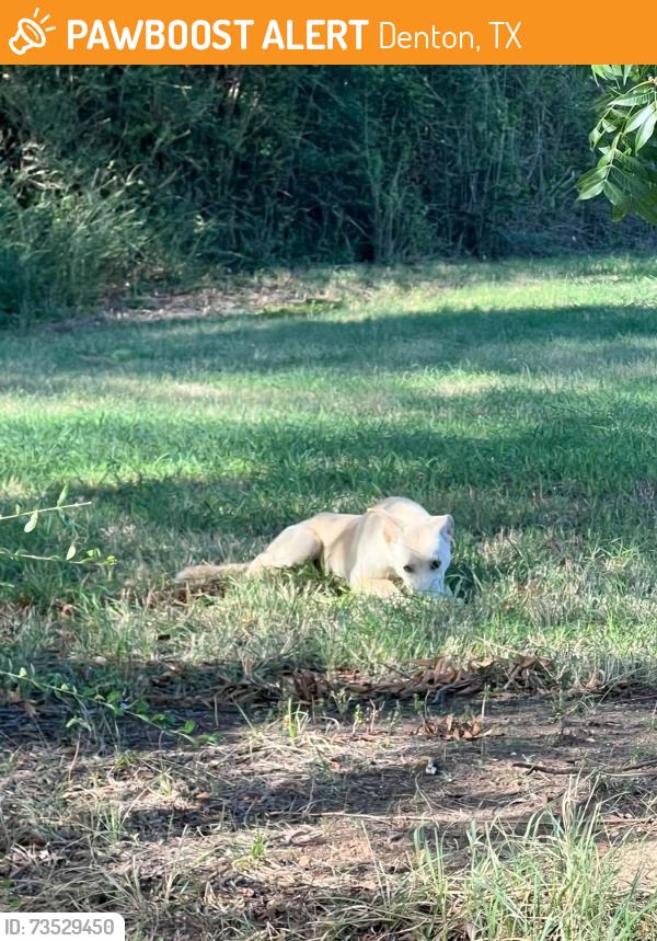 Found/Stray Unknown Dog last seen West Windsor Dr & Westgate Dr, Denton, TX 76207