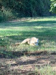 Found/Stray Unknown Dog last seen West Windsor Dr & Westgate Dr, Denton, TX 76207