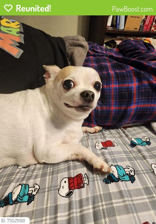 Reunited Female Dog last seen Wendy's, Springfield, MO 65803