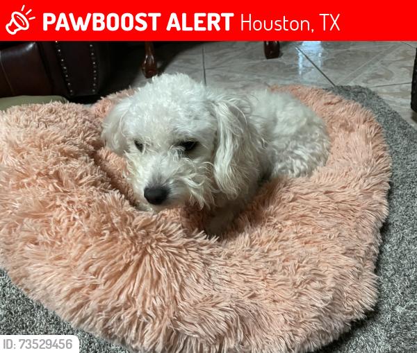 Lost Female Dog last seen Beamer rd, Houston, TX 77089