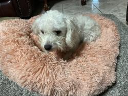 Lost Female Dog last seen Beamer rd, Houston, TX 77089