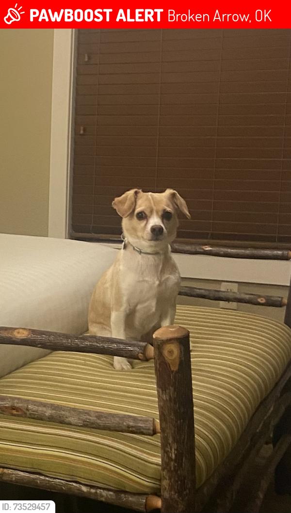 Lost Female Dog last seen 91st and Aspen, Broken Arrow, OK 74012
