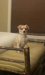 Lost Female Dog last seen 91st and Aspen, Broken Arrow, OK 74012