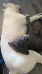 Lost Male Dog last seen Missouri ave and 114th, Youngtown, AZ 85363