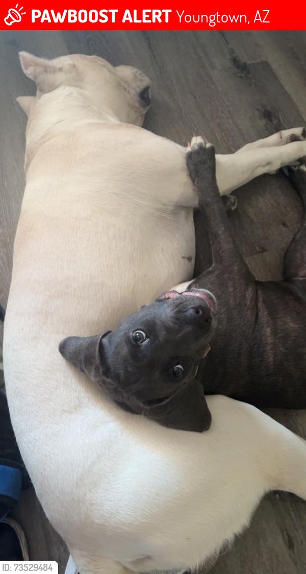 Lost Male Dog last seen Missouri ave and 114th, Youngtown, AZ 85363