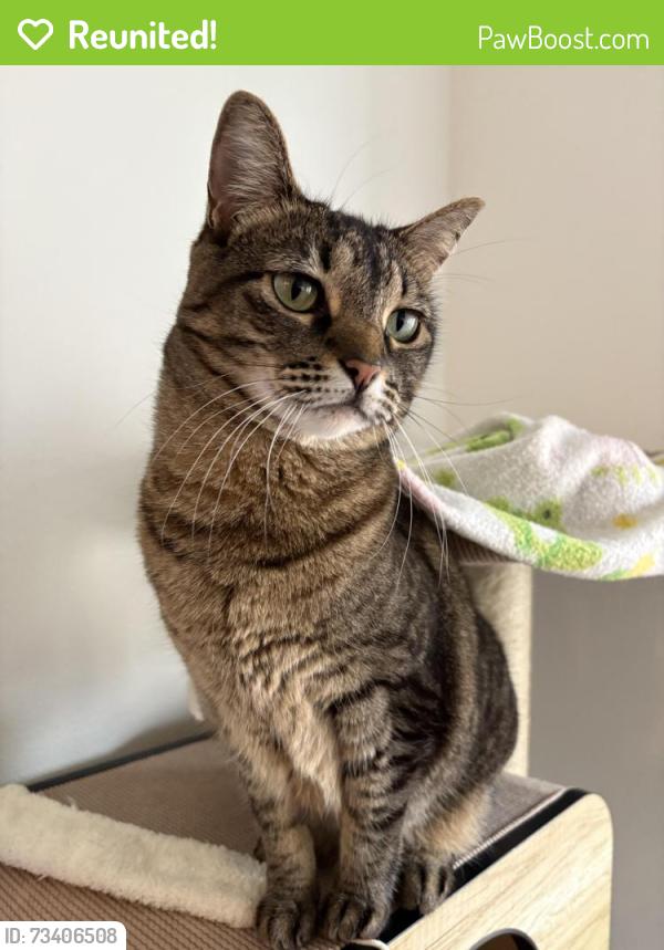 Reunited Female Cat last seen N James St , Near Pier Park, Portland, OR 97203