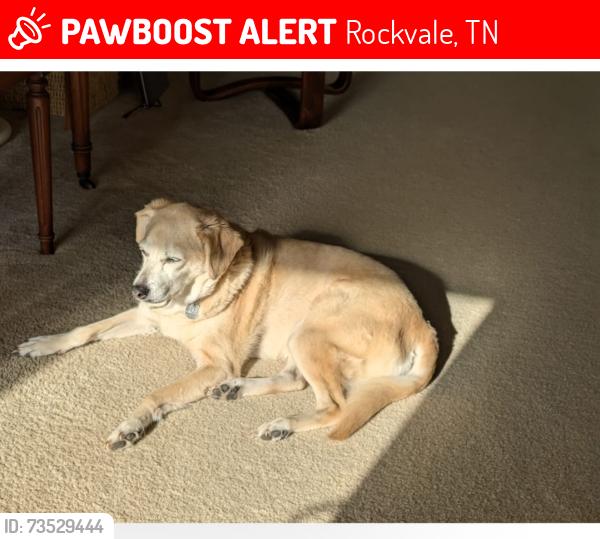 Lost Female Dog last seen Jeremiah Ct and Dalton Dr, Rockvale, TN 37153
