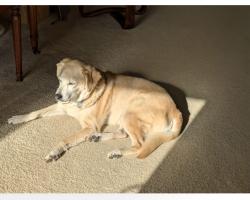 Lost Female Dog last seen Jeremiah Ct and Dalton Dr, Rockvale, TN 37153
