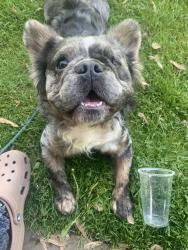 Lost Male Dog last seen Coldwater by family dollar and the corner store, Flint, MI 48505