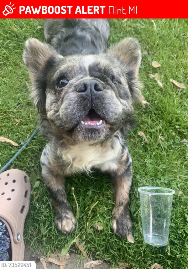 Lost Male Dog last seen Coldwater by family dollar and the corner store, Flint, MI 48505