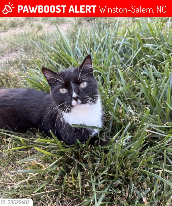 Lost Female Cat last seen Durant Drive Winston Salem, Winston-Salem, NC 27107