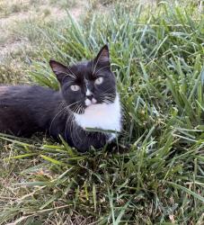 Lost Female Cat last seen Durant Drive Winston Salem, Winston-Salem, NC 27107