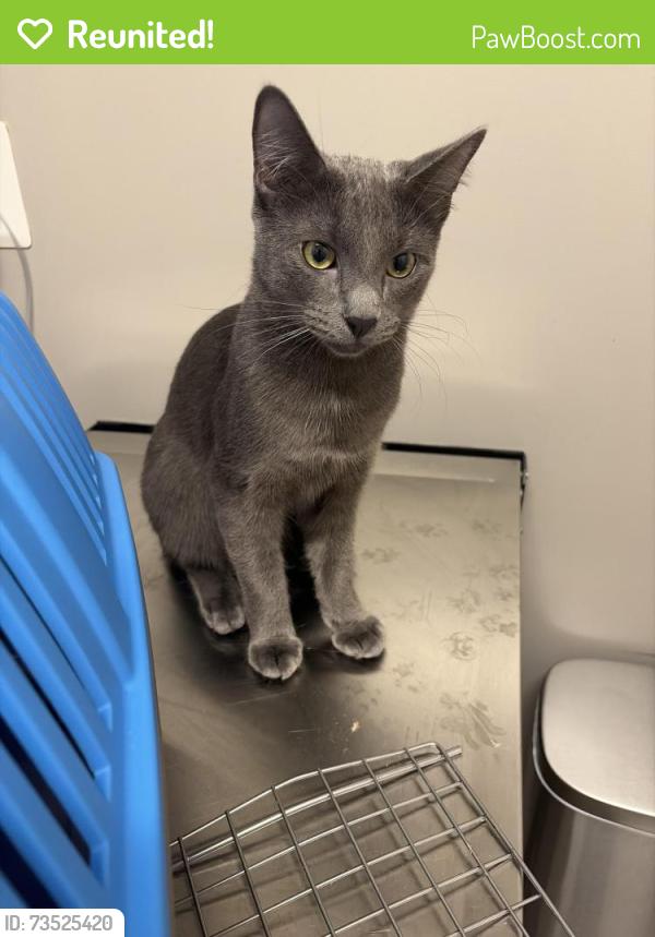 Reunited Male Cat last seen Near Sacred Heart, Pittsburgh, PA 15206