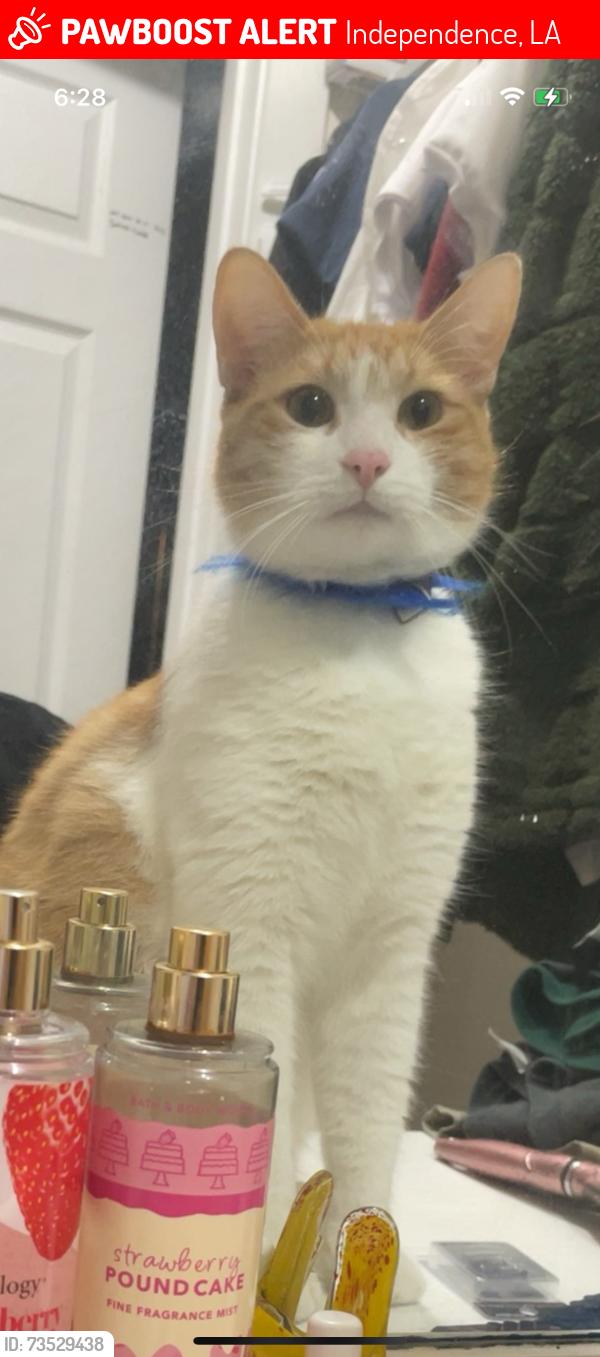 Lost Male Cat last seen Alessi Rd, Independence, LA 70443, Independence, LA 70443