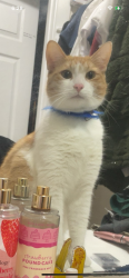 Lost Male Cat last seen Alessi Rd, Independence, LA 70443, Independence, LA 70443