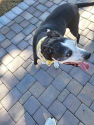 Reunited Male Dog last seen Near W 9TH ST TEMPE AZ 85281, Tempe, AZ 85281