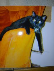 Reunited Male Cat last seen 2nd ave and Hoyt, Lakewood, CO 80226