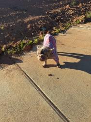 Found/Stray Female Dog last seen Lewiston and Oneida intersection, Greensboro, NC 27410