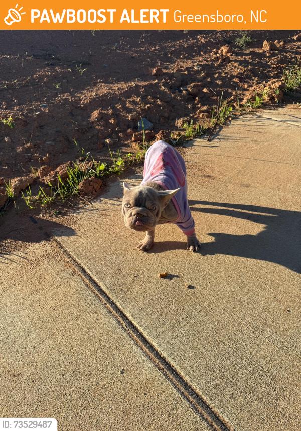 Found/Stray Female Dog last seen Lewiston and Oneida intersection, Greensboro, NC 27410