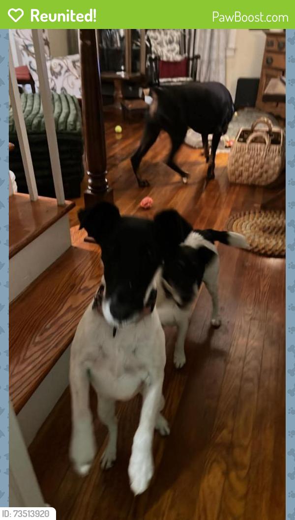 Reunited Male Dog last seen Partlow Road and Morris Road, Spotsylvania Courthouse, VA 22551