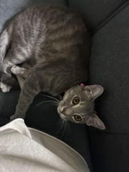 Reunited Female Cat last seen Coventry Park apmts, Tulsa, OK 74133