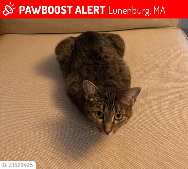 Lost Female Cat last seen Pleasant St., Lunenburg, MA 01462
