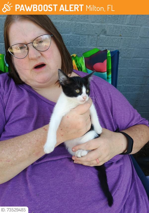 Found/Stray Female Cat last seen Near the new Publix on dogwood, Milton, FL 32570