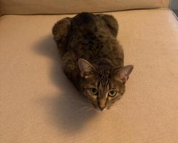 Lost Female Cat last seen Pleasant St., Lunenburg, MA 01462