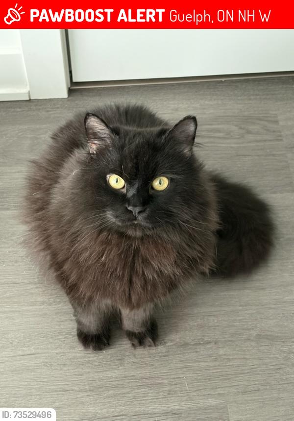 Lost Male Cat last seen Westwood rd, Guelph, ON N1H 7W9