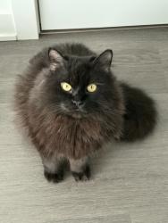 Lost Male Cat last seen Westwood rd, Guelph, ON N1H 7W9