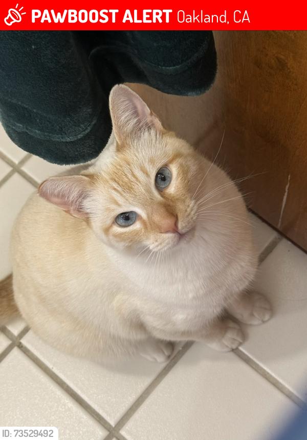 Lost Male Cat last seen Oakland fire station, Oakland, CA 94619