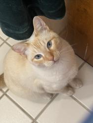Lost Male Cat last seen Oakland fire station, Oakland, CA 94619