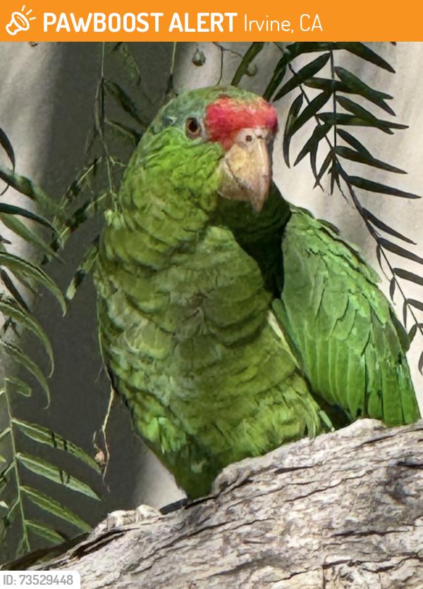 Found/Stray Unknown Bird last seen Shady Cayon, Irvine, CA 92603